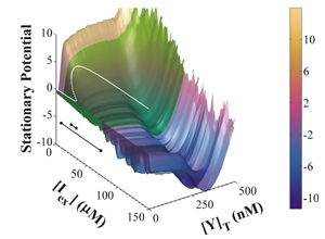 Surface plot of LacY permease stationary potential.